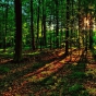 Обнаружились хозяева 500 гектаров Рублевского леса.
