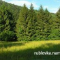 Кругооборот рублевского леса...